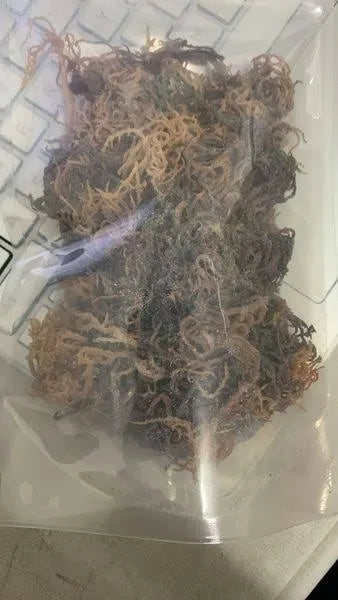 Wild Crafted Sea Moss – Nutrient-Rich Superfood from the Ocean